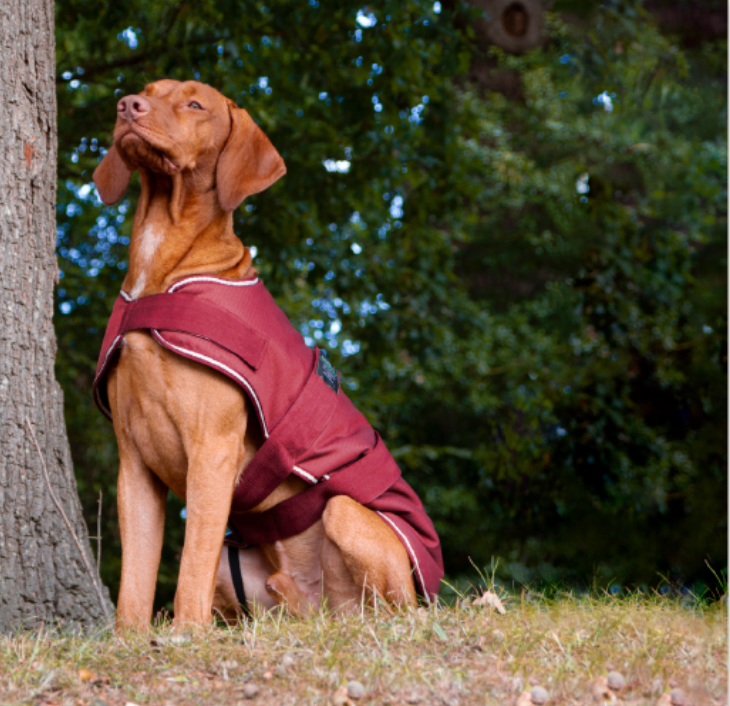 Featured image for “Dog Coats at Pets Corner”